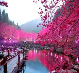 http://4.bp.blogspot.com/-dv8ie8jy9rY/UknuGdVrzgI/AAAAAAAABvQ/HplyUnaoYHY/s1600/japan-cherry-blossom.jpg