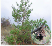 Сосна крейдова (Pinus cretacea (Kalenicz.) Kondr. (Pinus sylvestris L. var. cretacea Kalenicz. ex Kom.))
