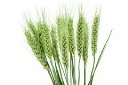 пшеница ушей зеленая стоковое фото. изображение насчитывающей культивируйте  - 55751136