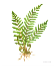 http://dasha46.narod.ru/Encyclopedic_Knowledge/Biology/Plants/Herbs/Fern.jpg
