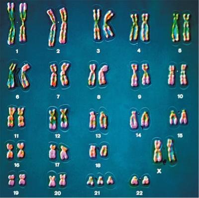 Людські хромосоми