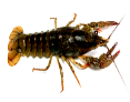 http://www.voprosy-kak-i-pochemu.ru/wp-content/uploads/2014/12/crayfish.jpg
