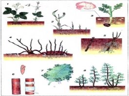 Картинки по запросу "фото  насіння, цибулини, живці, кореневища"