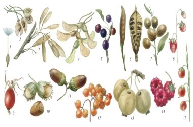 Картинки по запросу "фото  насіння квіткових рослин"