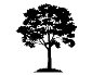 Силуэт дерева клена иллюстрация вектора. иллюстрации насчитывающей дерева -  93168229