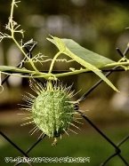 Лікарська рослина скажений огірок » Популярно про здоров'я
