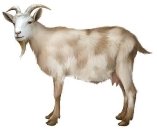 Результат пошуку зображень за запитом коза на белом фоне"
