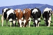 Вчені встановили, що корови на натуральному випасі дають більш ...