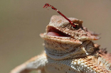 Жабовидная ящерица: фото, описание, чем особенна, поведение