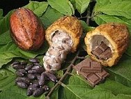 Картинки по запросу какао дерево