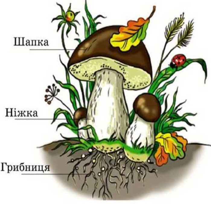 http://biovin.at.ua/botanika/kartinka2/image099.jpg