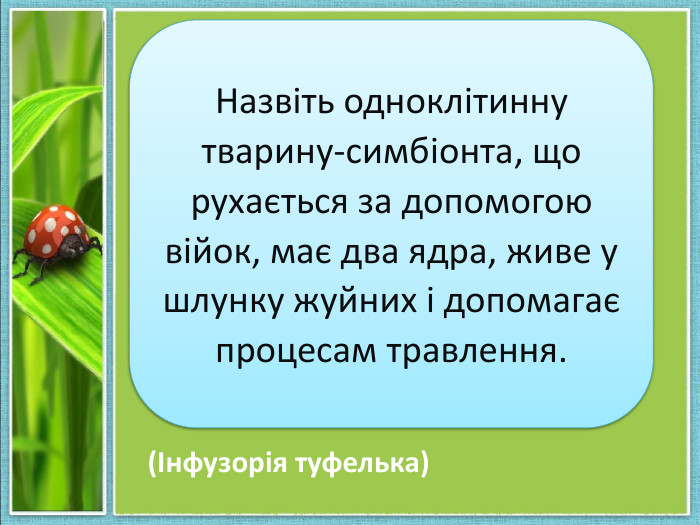 Назвіть одноклітинну тварину-симбіонта, що рухається за допомогою війок, має два ядра, живе у шлунку жуйних і допомагає процесам травлення. (Інфузорія туфелька)