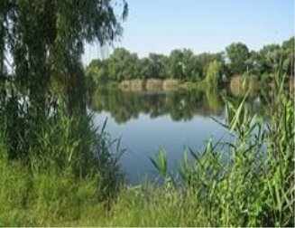 Скачать река, ивы, пейзаж, небо, зелень, голубой, деревья, камыш, берег, фото, обои, картинка #12353658 - a-matata.ru