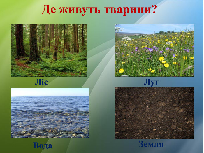 Де живуть тварини?Ліс. Луг. Вода. Земля