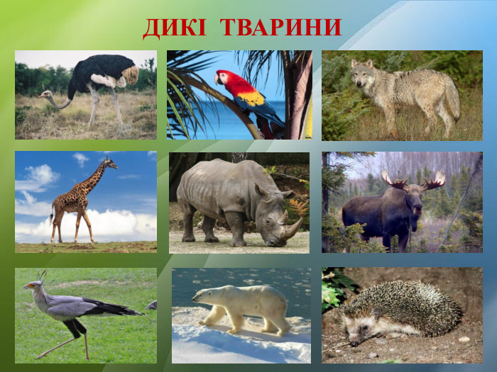 ДИКІ ТВАРИНИ