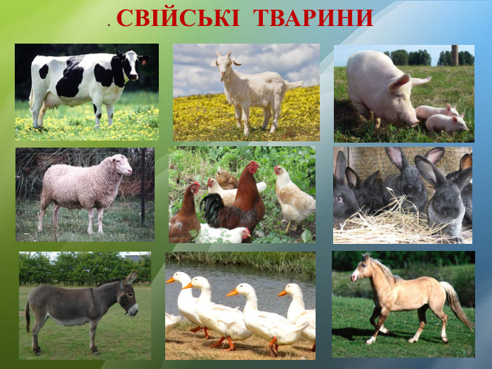 . СВІЙСЬКІ ТВАРИНИ
