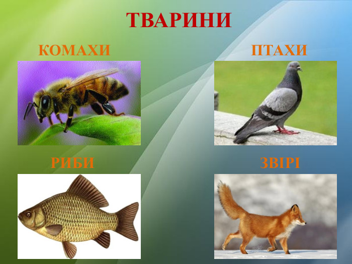 ТВАРИНИ КОМАХИ РИБИ ПТАХИ ЗВІРІ
