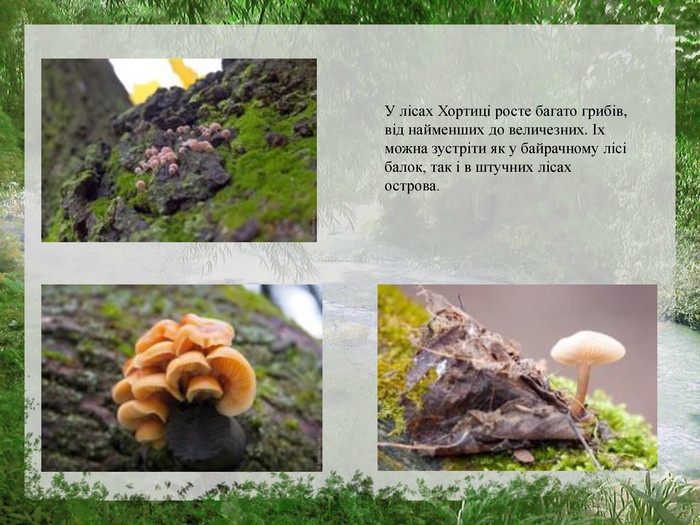 У лісах Хортиці росте багато грибів, від найменших до величезних. Іх можна зустріти як у байрачному лісі балок, так і в штучних лісах острова.