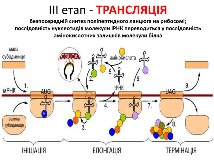 ІІІ етап - ТРАНСЛЯЦІЯбезпосередній синтез поліпептидного ланцюга на рибосомі;послідовність нуклеотидів молекули іРНК переводиться у послідовність амінокислотних залишків молекули білка