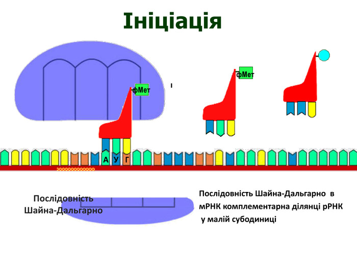 АУГф. Метф. Мет. Послідовність. Шайна-ДальгарноІніціація. Послідовність Шайна-Дальгарно в м. РНК комплементарна ділянці р. РНК у малій субодиниці