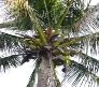 Картинки по запросу рослини африки пальма
