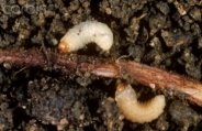 Pea and Bean Weevil larvae (Sitona lineatus) feeding on a legume root