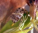 Photo of Pea weevil