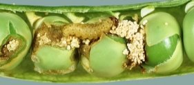Pea moth (Cydia nigricana) caterpillar in damaged pea pod - Nigel Cattlin/ FLPA