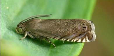 http://www.norfolkmoths.co.uk/photos_micro/active/12570.ROB_LEE.1422818290.jpg