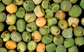 Pea moth (Cydia nigricana) residual damage to harvested peas - Nigel Cattlin/ FLPA
