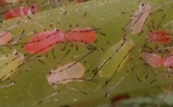 Acyrthosiphon pisum : larves vertes et larves roses