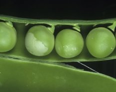 http://cache2.allpostersimages.com/p/LRG/38/3816/XIBYF00Z/posterler/cattlin-nigel-pea-thrip-kakothrips-pisivorus-damage-to-peas-in-the-pod-pisum-sativum-england-uk.jpg