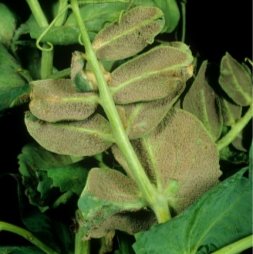 Ложная мучнистая роса (Peronospora писи) мицелием на нижней стороне листьев гороха - Найджел Cattlin/ FLPA