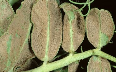Ложная мучнистая роса (Peronospora viciae) мицелий на молодые горошины лист - Найджел Cattlin/ FLPA