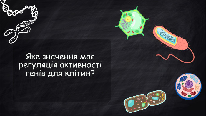 Яке значення має регуляція активності генів для клітин?