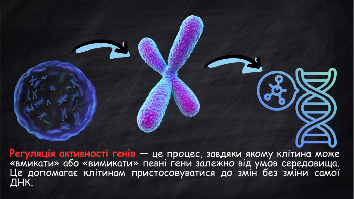 Регуляція активності генів — це процес, завдяки якому клітина може «вмикати» або «вимикати» певні гени залежно від умов середовища. Це допомагає клітинам пристосовуватися до змін без зміни самої ДНК.