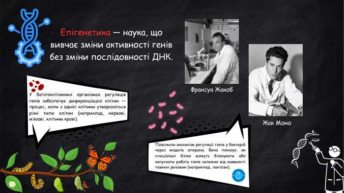 Франсуа Жакоб. Жак Моно. Епігенетика — наука, що вивчає зміни активності генів без зміни послідовності ДНК. У багатоклітинних організмах регуляція генів забезпечує диференціацію клітин — процес, коли з однієї клітини утворюються різні типи клітин (наприклад, нервові, м’язові, клітини крові). Пояснили механізм регуляції генів у бактерій через модель оперона. Вона показує, як спеціальні білки можуть блокувати або запускати роботу генів залежно від наявності певних речовин (наприклад, лактози).