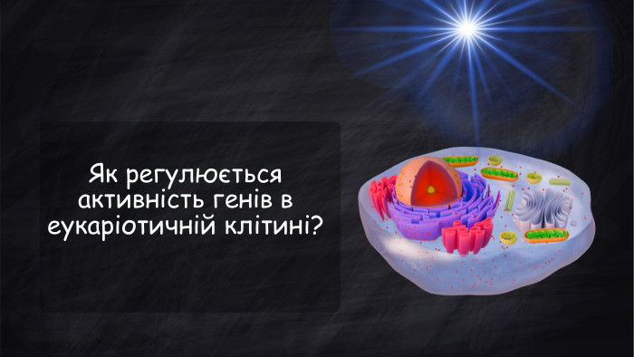 Як регулюється активність генів в еукаріотичній клітині?