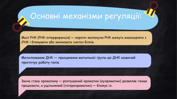 Основні механізми регуляції: Малі РНК (РНК-інтерференція) — короткі молекули РНК можуть взаємодіяти з іРНК і блокувати або змінювати синтез білків. Метилювання ДНК — приєднання метильної групи до ДНК зазвичай пригнічує роботу генів. Зміна стану хроматину — розпушений хроматин (еухроматин) дозволяє генам працювати, а ущільнений (гетерохроматин) — блокує їх.