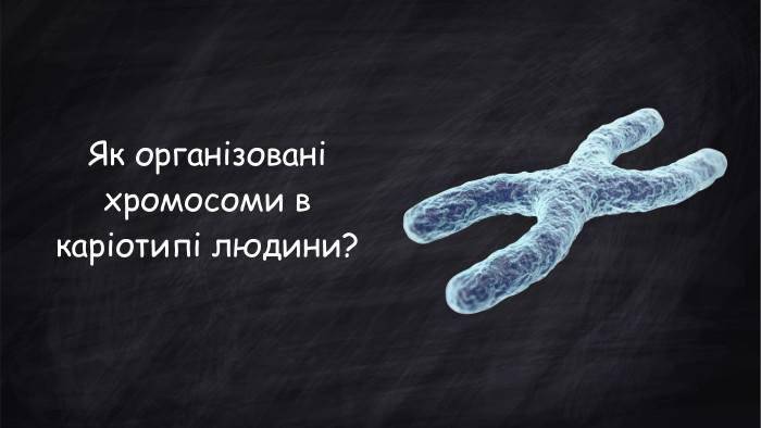 Як організовані хромосоми в каріотипі людини?