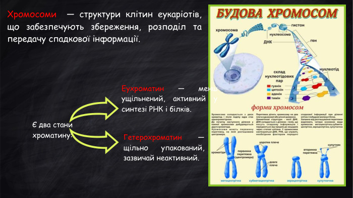 Хромосоми — структури клітин еукаріотів, що забезпечують збереження, розподіл та передачу спадкової інформації. Гетерохроматин — щільно упакований, зазвичай неактивний. Еухроматин — менш ущільнений, активний у синтезі РНК і білків.Є два стани хроматину: