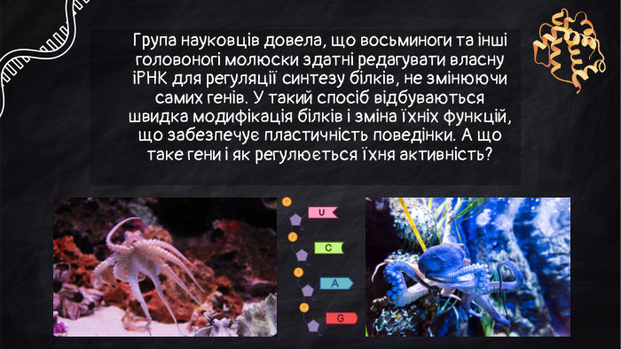 Група науковців довела, що восьминоги та інші головоногі молюски здатні редагувати власну іРНК для регуляції синтезу білків, не змінюючи самих генів. У такий спосіб відбуваються швидка модифікація білків і зміна їхніх функцій, що забезпечує пластичність поведінки. А що таке гени і як регулюється їхня активність?