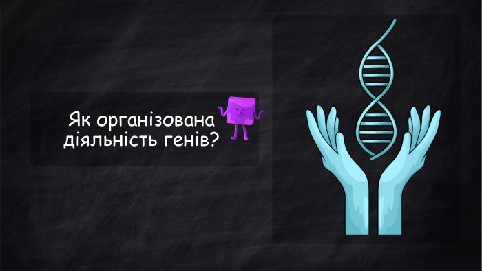 Як організована діяльність генів?