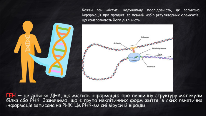 ГЕН — це ділянка ДНК, що містить інформацію про первинну структуру молекули білка або РНК. Зазначимо, що є група неклітинних форм життя, в яких генетична інформація записана на РНК. Це РНК-вмісні віруси й віроїди. Кожен ген містить кодувальну послідовність, де записана інформація про продукт, та певний набір регуляторних елементів, що контролюють його діяльність. 