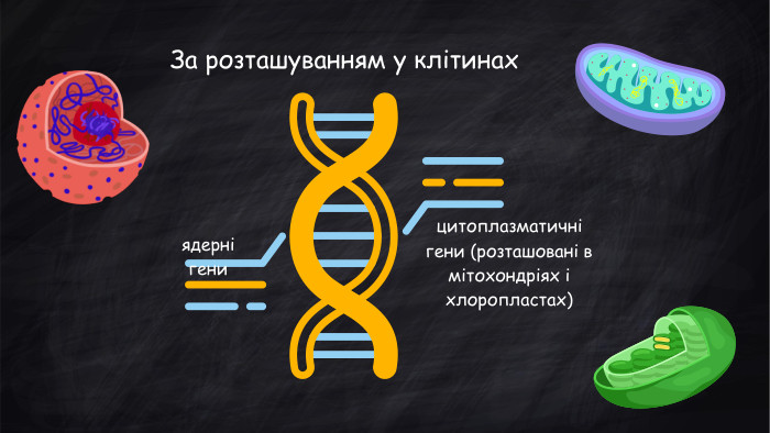 За розташуванням у клітинах ядерні геницитоплазматичні гени (розташовані в мітохондріях і хлоропластах)