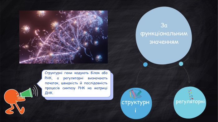 За функціональним значеннямструктурнірегуляторніСтруктурні гени кодують білок або РНК, а регуляторні визначають початок, швидкість й послідовність процесів синтезу РНК на матриці ДНК. 