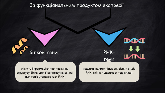 За функціональним продуктом експресіїбілкові гени. РНК-генимістять інформацію про первинну структуру білка, для біосинтезу на основі цих генів утворюються іРНКкодують велику кількість різних видів РНК, які не піддаються трансляції