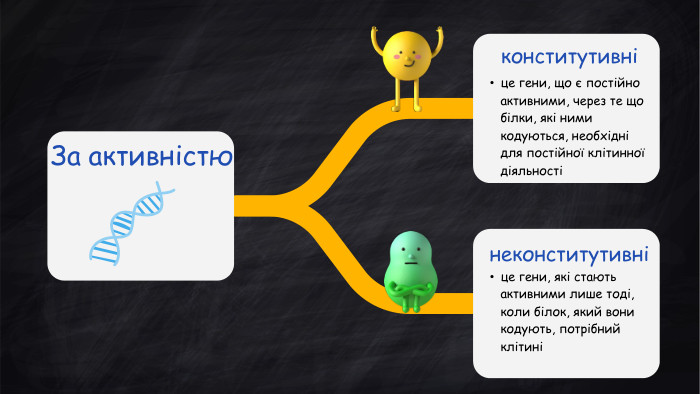 За активністюконститутивнінеконститутивніце гени, що є постійно активними, через те що білки, які ними кодуються, необхідні для постійної клітинної діяльностіце гени, які стають активними лише тоді, коли білок, який вони кодують, потрібний клітині