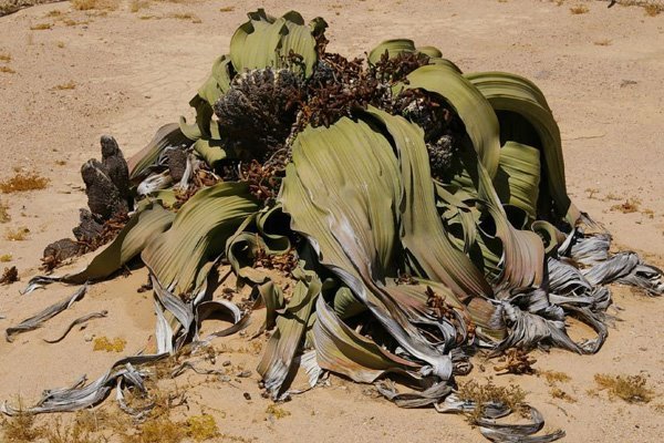 Вельвічія дивовижна (Welwitschia mirabilis)