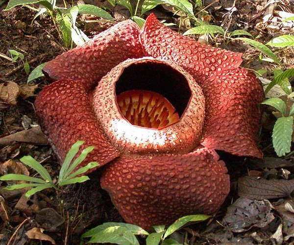 Раффлезія (Rafflesia)